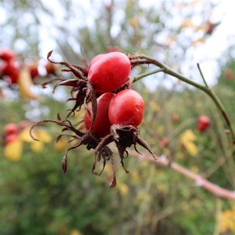 Apple rosehip, Rosa villosa, Hairy Dog Rose seeds - 15