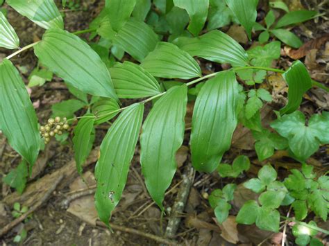 False Solomon’s seal | Identify that Plant