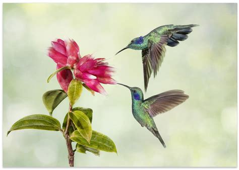 Costa Rica Hummingbirds | Art Gallerie – ArtGallerie
