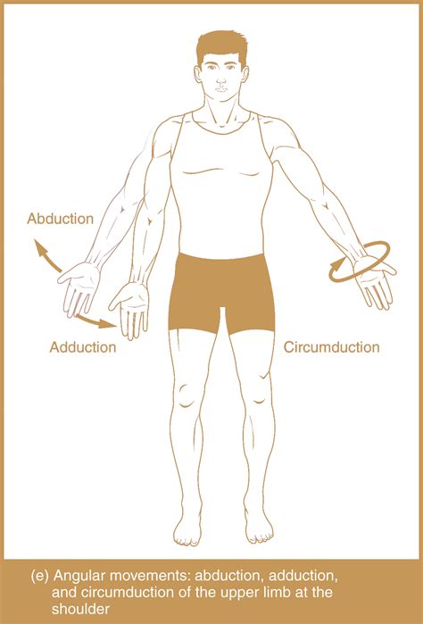 What Is Abduction In Anatomy Adjustable Shoulder Abduction Slings,Arm