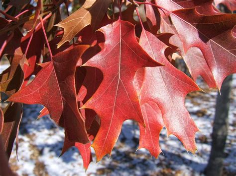 The Red Oaks of North America are in a group called "Black Oaks”.