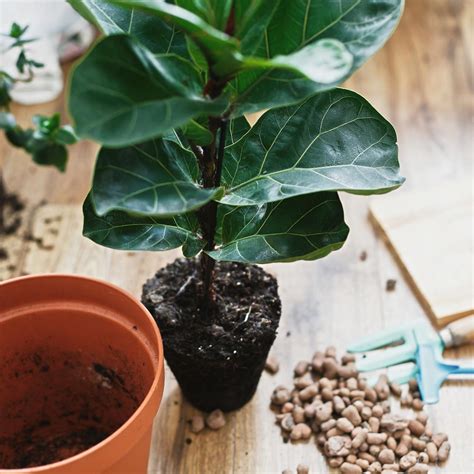 Fiddle Leaf Fig Tree