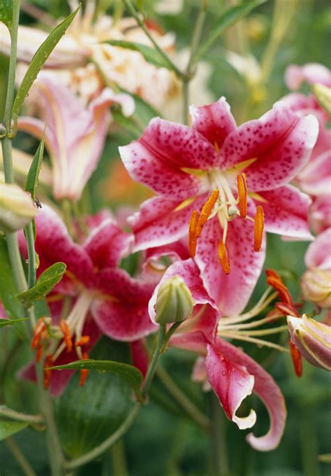How to Plant and Grow Lily