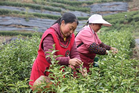“以茶为媒”龙门县举办首届采茶节，助力旅游高质量发展_腾讯新闻