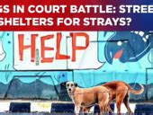 Dog Lovers March Against Supreme Court Order On Strays, Activists Push ...