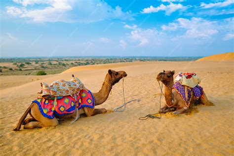 Premium Photo | Indian camel in sand dunes of thar desert on sunset ...