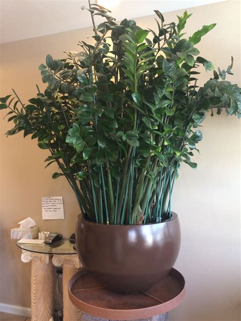 A huge and gorgeous ZZ Plant - Zamioculcas Zamiifolia. | House plant care, House plants indoor ...