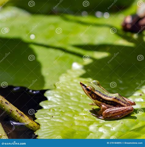 Small Endemic Frog Brown Mantella (Mantidactylus Melanopleura), Species Of Small Frog In The ... - endemic species to louisiana