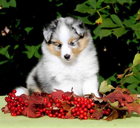 Blue Merle Sheltie Puppies For Sale California
