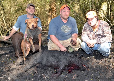 Wild Boar Hunting With Dogs