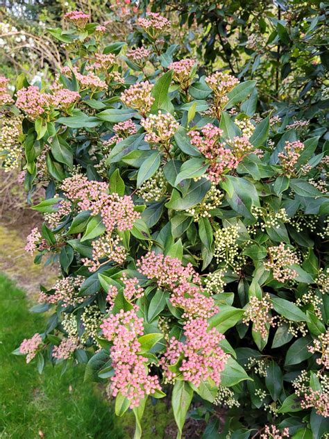 Flowering evergreen shrub in Oregon : r/whatsthisplant
