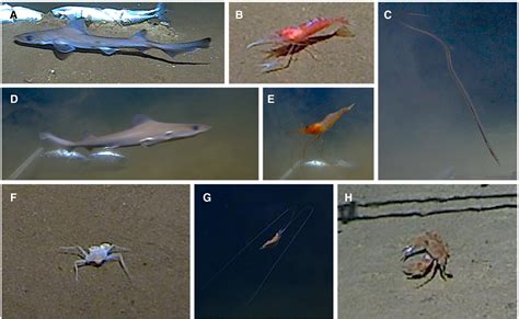 Depth distribution of the bigeye hound shark Iago omanensis and other ...