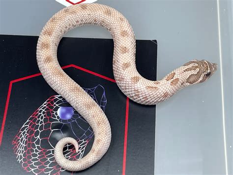 Lavender - Hognose Snake Traits - Morphpedia