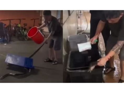 Killling a Python 的图像结果