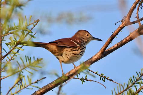 Brown Thrasher