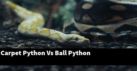 Image result for Carpet Ball Python Hybrid