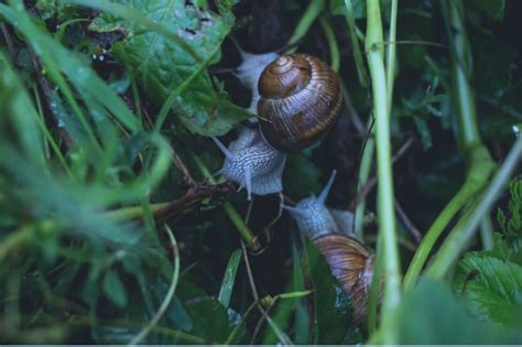 【蜗牛摄影图片】江西新余生态摄影_太平洋电脑网摄影部落