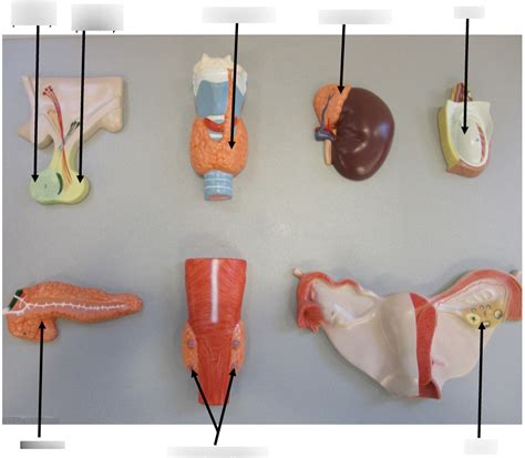 Image result for Endocrine System Project Model