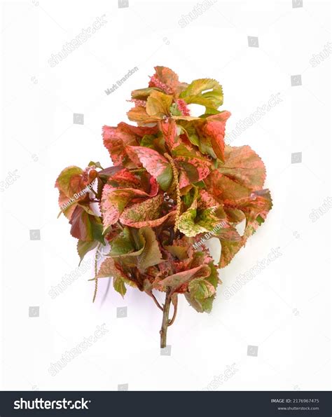 Copper Leaf Plants Isolated On White Stock Photo 2176967475 | Shutterstock