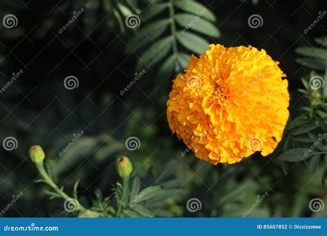 Yellow Marigold Flower Decoration Stock Photo - Image of marigold ...