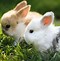 Image result for Cute Wallpapers Lop Bunny