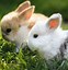 Image result for Cute Bunny Pattern Wallpaper