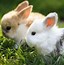 Image result for Beautiful Bunnies and Flowers