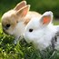 Image result for Cool Bunny Art Wallpaper