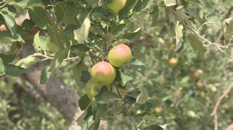 Tanner’s Orchard preps for 75th opening day