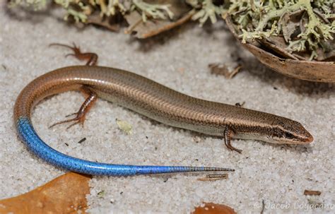 Blue Tailed Mole Skink - amphibian plant examples
