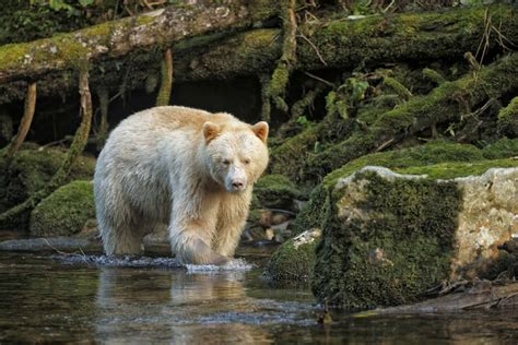 The True Ghosts or Spirit Bears of British Columbia - Puzzleheads ...