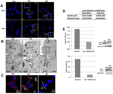 Ursolic and Oleanolic Acids Induce Mitophagy in A549 Human Lung Cancer ...