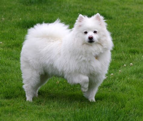 Japanese Spitz vs American Eskimo Dog - Breed Comparison