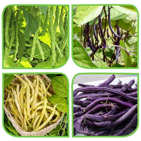 Buy 3 Different varieties of French Beans Seeds Combo pack