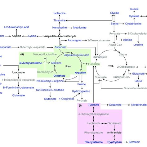 Biochemistry Process Map 的图像结果