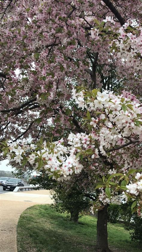 Cherry Tree 的图像结果