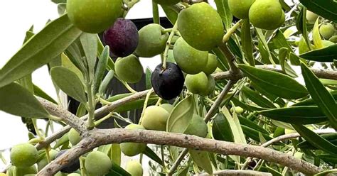 Image result for Install Olive Tree Linux