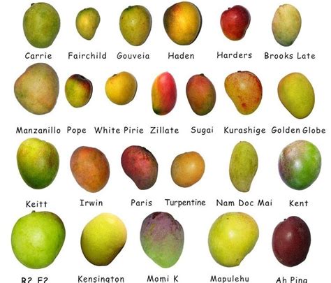 Image result for Mango Types Mango Varieties