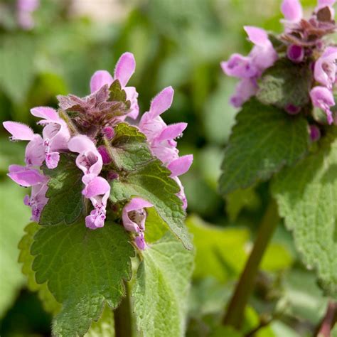 Purple Dead-Nettle Seeds (Lamium purpureum) – Frozen Seed Capsules™