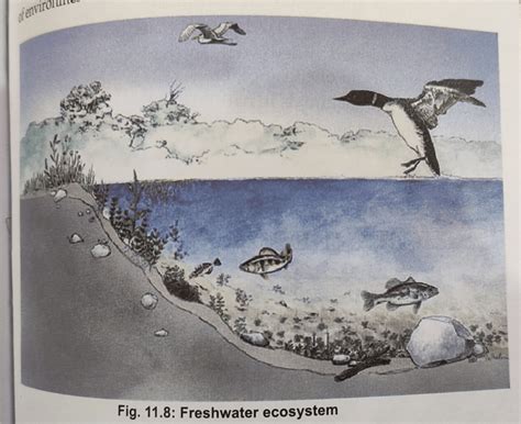 how we can draw a diagram of ecosystem Related: Our Environment ...