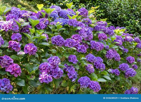 Hydrangea Macrophylla Ornamental Shrubs with Purple Flowers Stock Image ...