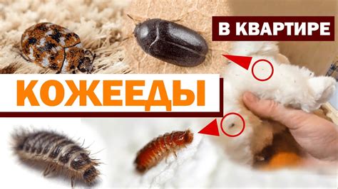 Жуки-кожееды в квартире: откуда берутся, кто такие, как избавиться ...