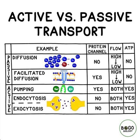 Active passive transport vector illustration labeled educational cell ...