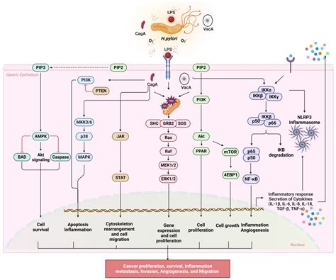 Reactive Oxygen Species and H. pylori Infection: A Comprehensive Review ...