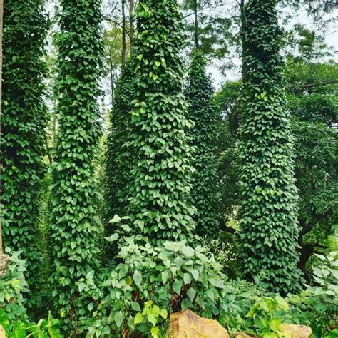 Plant Family: 74 Genera in Sapotaceae