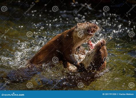 Clash of Otters. European River Otters, Lutra Lutra, Fighting in Water, Splashing Water Drops ...