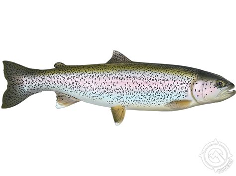 Pyramid Lake Fish Species | Captain Brad's Guide