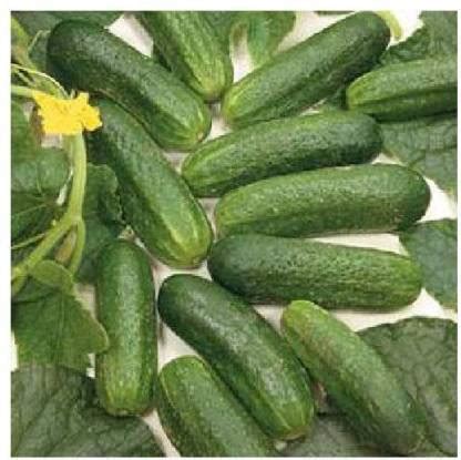 CYBEXIS Cucumber Gherkin Parisian Pickling Vegetable Seeds500 Seeds ...