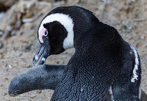 Photographing The Endangered South African Penguins | Ron Soliman Fine Art