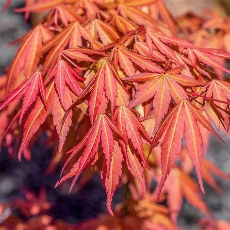 Flash Fire Maple Tree Problems 的图像结果